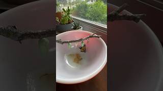 Monarch Butterfly Hatching Part 5 monarchbutterfly monarch hatching [upl. by Notsej]