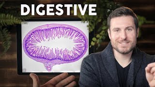 Digestive System Histology Explained for Beginners  Corporis [upl. by Cooperstein955]