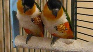 Scooter and Daisy  Black Headed Caique Breeder pair [upl. by Eelydnarb254]