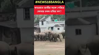 Jhargram এ জাতীয় সড়ক পেরিয়ে গ্রামের দিকে ছুটে চলল হাতির দল  Shorts [upl. by Colston]