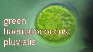 haematococcus pluvialis green [upl. by Airdnassac207]