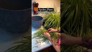 Spider Repotting With Mycorrhizal Fungi Credit Instagramplantygirlthings [upl. by Penoyer]