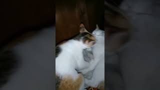 Video kucing dulu hadir kembali meriah dengan jedag jedugbaru dimas sebutsajadimas cat [upl. by Doak]