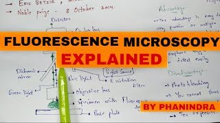 fluorescence microscopy  Mechanism  Advantages and disadvantages [upl. by Mclain]