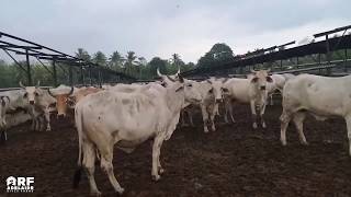 SUCCESSFUL CATTLE FEEDING 1 MONTH30 DAYS ON FEED CULLED COWS [upl. by Martineau]