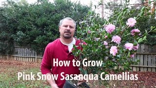 How to grow Pink Snow Sasanqua Camellia with a detailed description [upl. by Drofwarc]