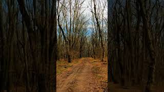 Leafless trees😮🔥 nature travel naturelovers world beautyofnature tree leaf beautiful forest [upl. by Elrebma]