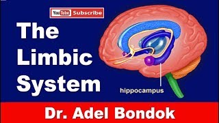 The Limbic System Dr Adel Bondok Making Anatomy Easy [upl. by Battista]