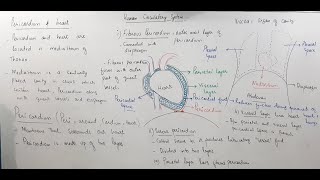 Pericardium  Pericardium Anatomy  Part 02 [upl. by Adkins]