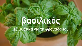 🍀 Βασιλικός 10 μυστικά για τη φροντίδα του  Τα Μυστικά του Κήπου [upl. by Ahsem]