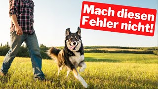 Mach diesen Fehler nicht bei deinem Hund So wirst du die Kommunikation mit deinem Hund verbessern [upl. by Dorice]