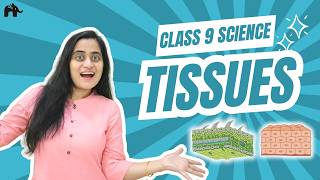 Tissues Class 9  NCERT Chapter 6  CBSE Science  Chemistry  Plant Tissues 1 [upl. by Jemima]