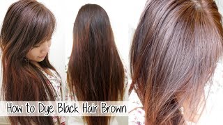 How to Dye Hair from Black to Brown Without Bleach l Loreal HiColor Vanilla Champagne [upl. by Dougherty561]