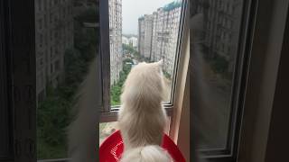 Pogo’s favourite spot ❤️ doglover pogobaby views ytshortsindia spitzdog cuteface viral [upl. by Deehahs]