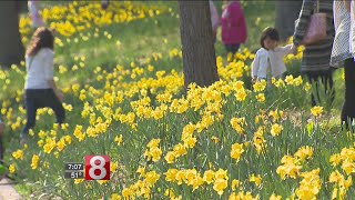 Leaving winter behind Connecticut comes out of hibernation at Meridens Daffodil Festival [upl. by Elgna]