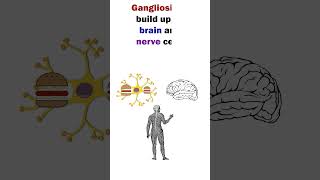 TaySachs Disease  Easy to remember Animation of Lysosomal Disorder shorts short medical [upl. by Ardnuas]