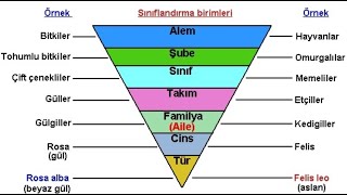 SİSTEMATİK BİRİMLER VE TÜR KAVRAMI [upl. by Enyad911]