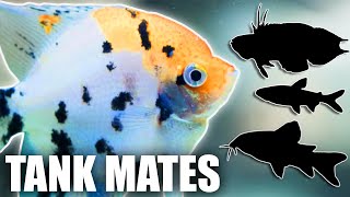 Fish To Keep With Angelfish Top 10 Tank Mates For Freshwater Angelfish You Should Try [upl. by Sheaff869]