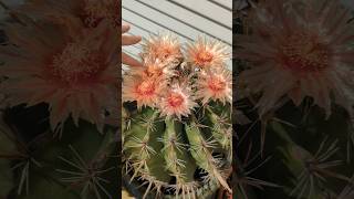 Candy Barrel cactus Ferocactus wislizeni poppin super shiny flowers [upl. by Carlstrom579]