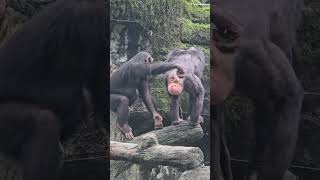 ChimpanzeePan troglodytesTaipei Zoo [upl. by Bocoj]