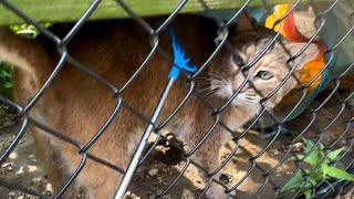 Using a Back Scratcher on the Bobcats [upl. by Donaldson]