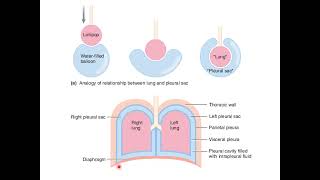 Respiratory Physiology  Transmural Pressure Gradient [upl. by Ibok]