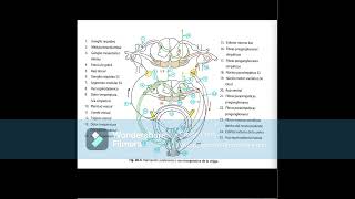 Inervación de la vejiga AUDIOLIBRO Neuroanatomia Oscar Gonzales [upl. by Sato]