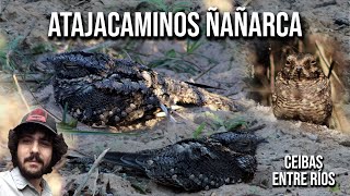 Atajacaminos ñañarca 4K Systellura longirostris Bandwinged Nightjar Gallina ciega Chotacabras [upl. by Reivaz]