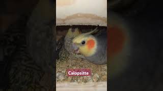 Calopsitte birds arabic parro [upl. by Eiralav]