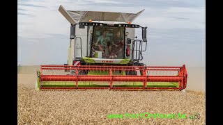 Claas Trion 530  620 coup amp NH CX880  NH coup Laurent Detroz Othee [upl. by Amal]