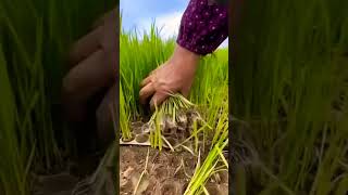 Getting rice seeding ready satisfying shorts [upl. by Church774]