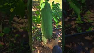 Papaya grow very healthy agribuzz [upl. by Jangro]