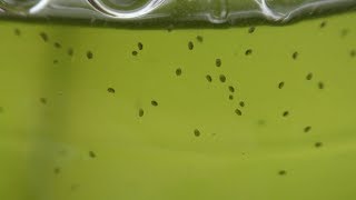 How to Breed Seed Shrimp Ostracoda [upl. by Patty]