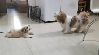 Shih Tzu Barking 1 Molly and Loly [upl. by Elbag]