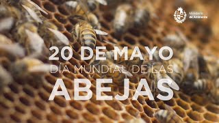 Día Mundial de las Abejas [upl. by Cadel]