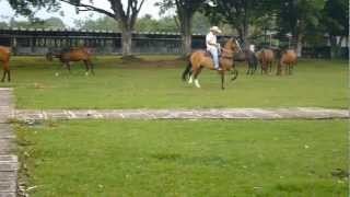 YEGUA TROTONA GALOPERA HIJA DE HERMANO SOL DE VILLA MILENA EN UNA HIJA DE OPTIMO DE LOS NARANJOS [upl. by Nyrahs]