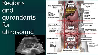 abdominal regions and qurandants regions quadrants basic knowledge of abdomen [upl. by Alabaster]