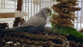 Cute Budgie Fluffs Her Feathers in a Cozy Corner [upl. by Norabel]