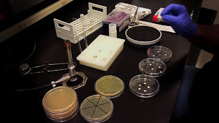 Testing an Antibiotic Using a Disk Diffusion Assay  Kirby Bauer Method [upl. by Monjo]