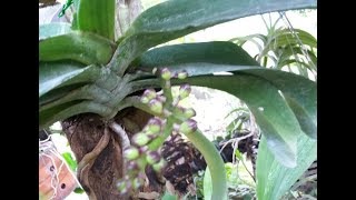 yeaaayyy Spike  Anggrek Rhynchostylis gigantea [upl. by Vanda259]