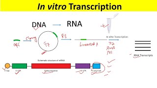 RNA Synthesis by In Vitro Transcription and Optimization of IVT mRNA [upl. by Settera]