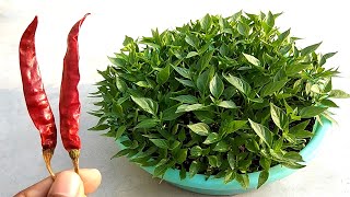 So easy  Grow chilli plant easily at home [upl. by Cyril]