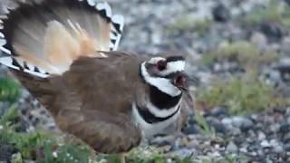 Killdeer Distress CallsDisplay [upl. by Pol]