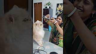 অবিশ্বাস্য বিড়ালটার মনে কোন লোভ লালসা নাই  Funny  Comedy  Funny Animals  Cat [upl. by Dressel]