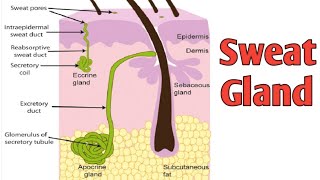 Integumentary System [upl. by Sasnak]