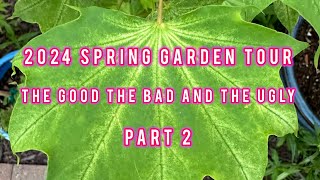 2024 Spring Garden Tour of MaplesConifers pots hanging basketsThe Good the Bad amp the Ugly Part 2 [upl. by Enilamme415]