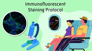 Immunofluorescent Staining Protocol [upl. by Berne]