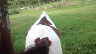 MUST WATCH  Our Horse Farting [upl. by Ttebroc]