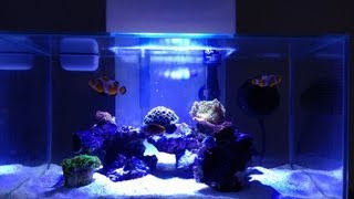 Fluval Edge 6G LPS Reef Tank [upl. by Alleuol797]