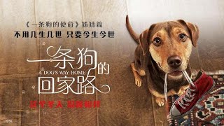 《一条狗的回家路  A Dogs Way Home》流浪狗为找主人横跨大半个美国，还收养了一只美洲狮！ [upl. by Gleeson]